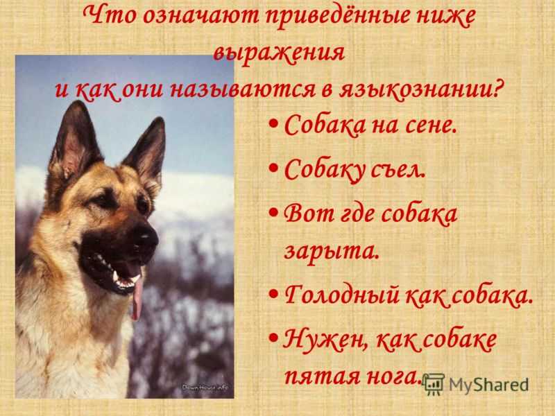 Какой забавный язык собака на сене