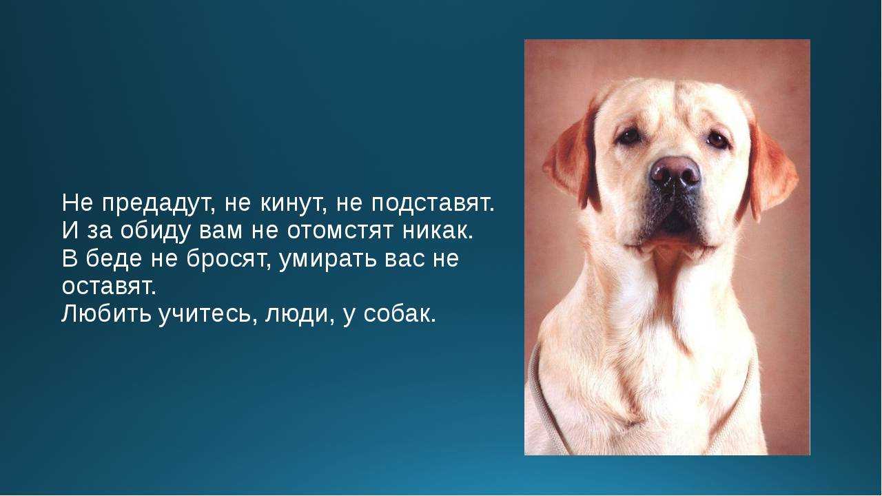 Цитаты и афоризмы про собак. собака – друг человека