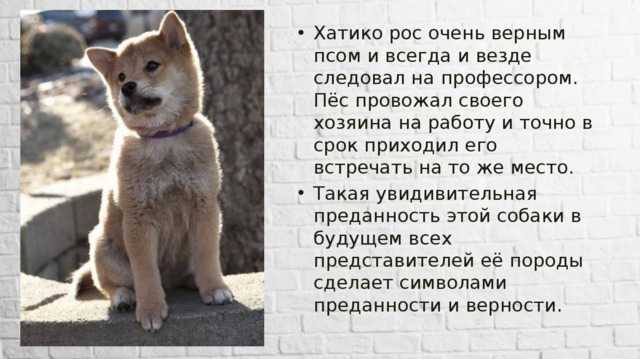 Хатико: самый верный друг/hachiko: a dog's story (2009) - pro кино - страна мам
