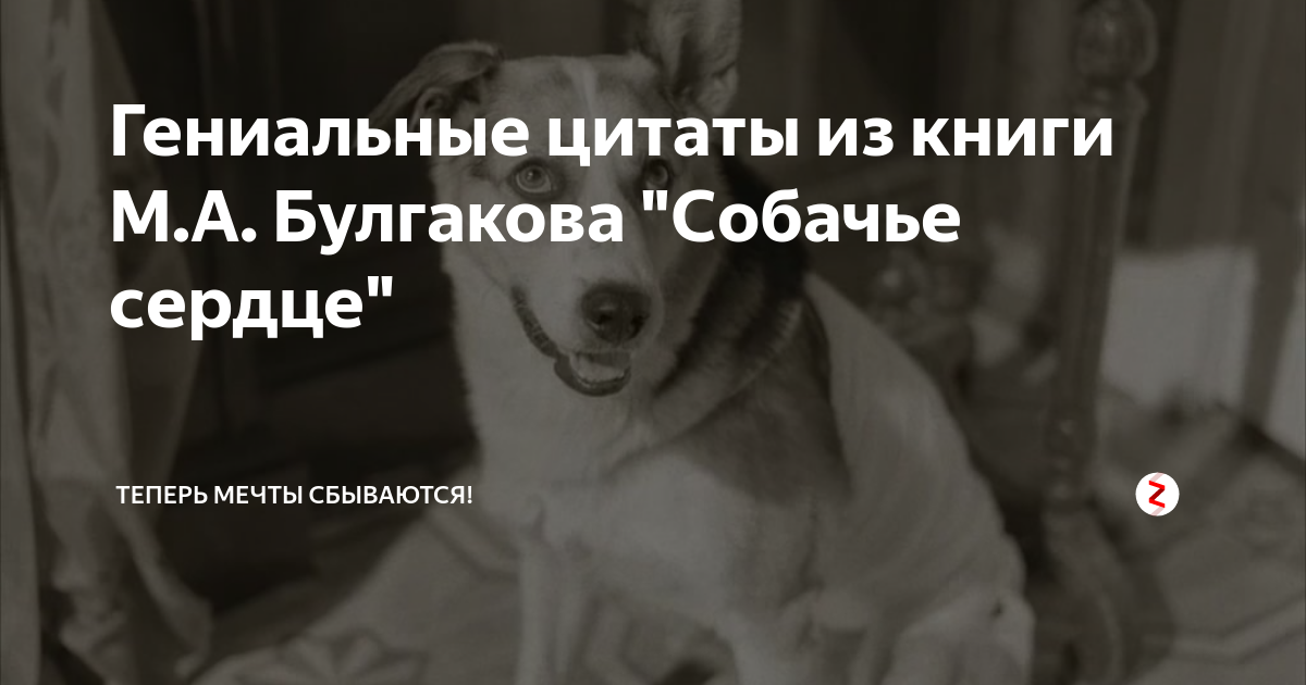 «собачье сердце» — незабываемые цитаты из повести