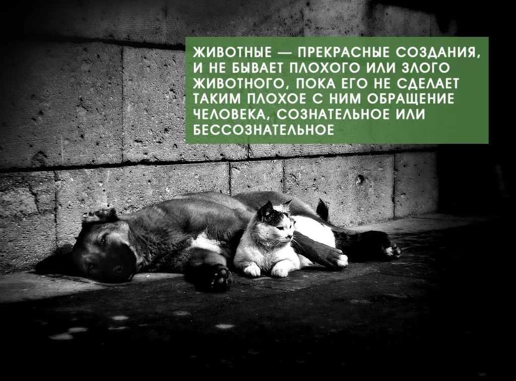 Цитаты великих людей: топ-250 вдохновляющих высказываний