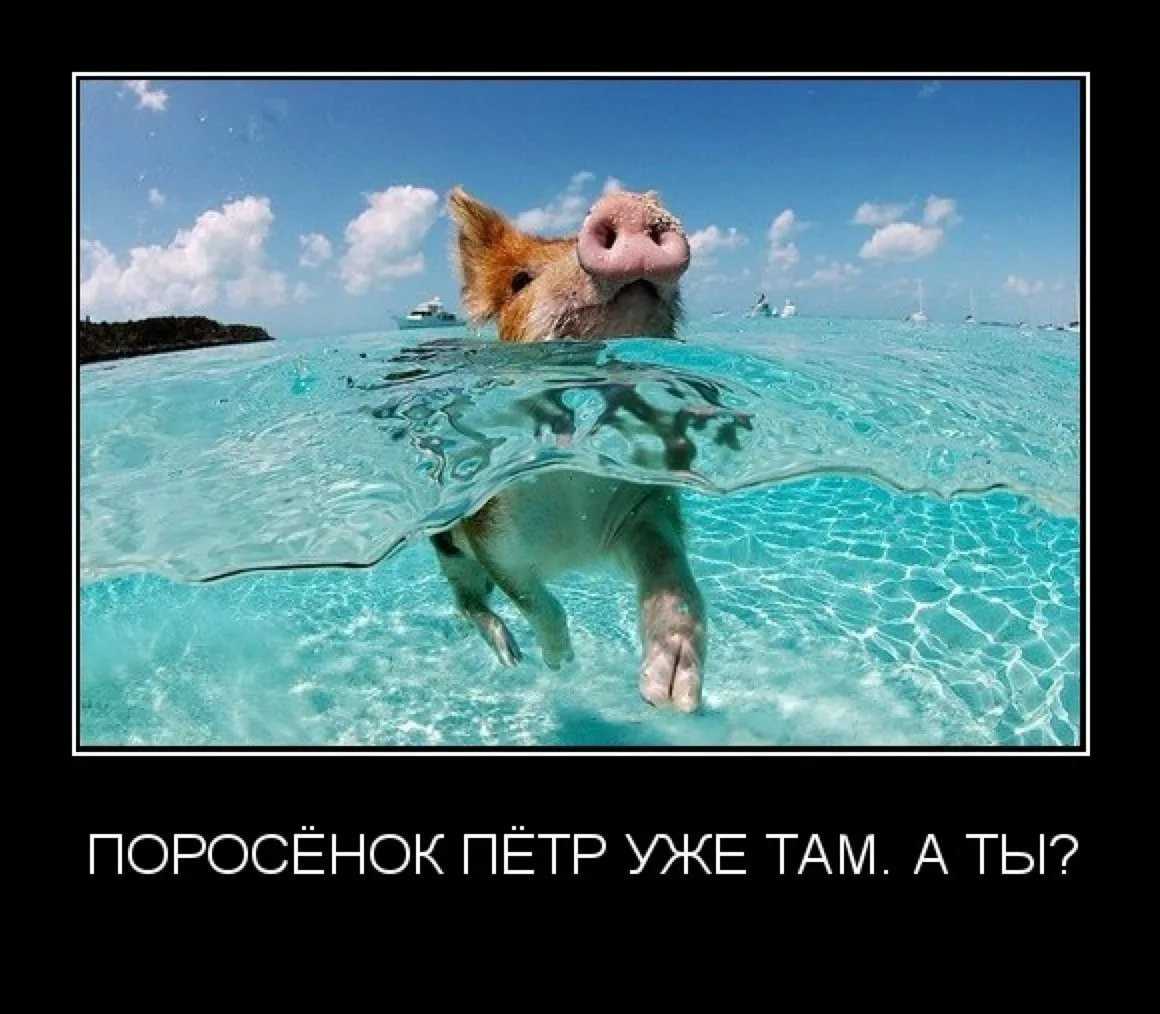 Смешные статусы про отпуск