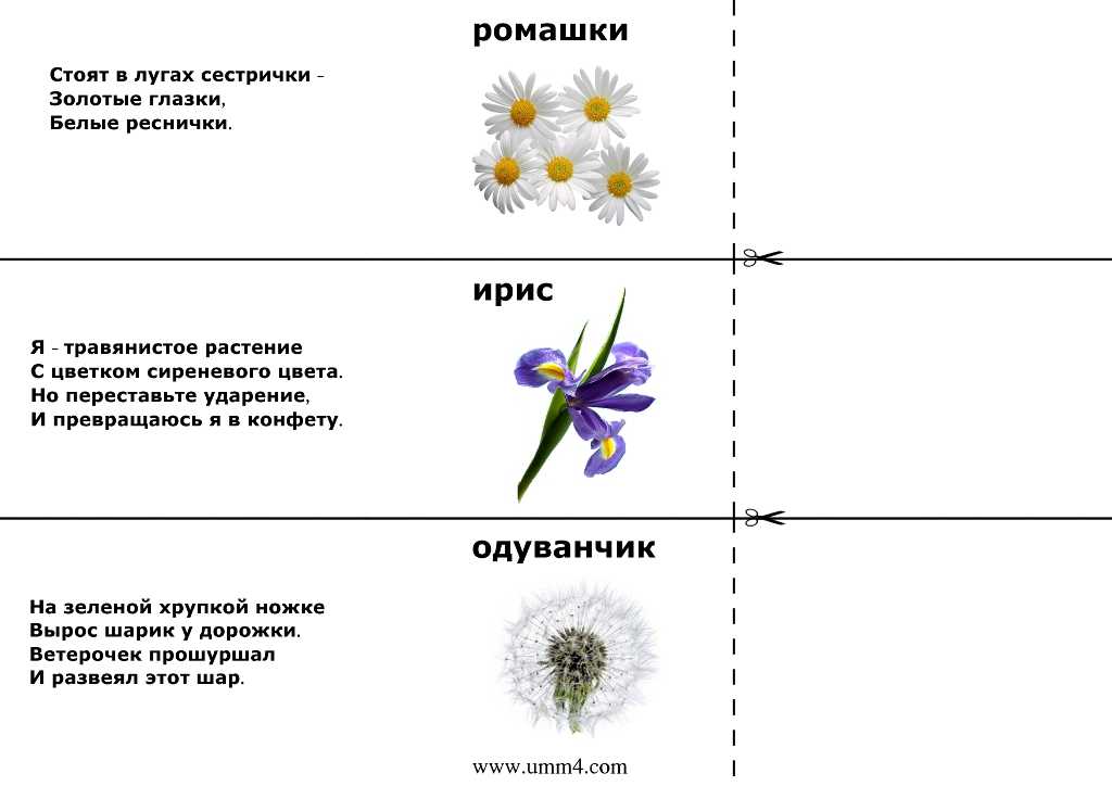 Загадки про растения