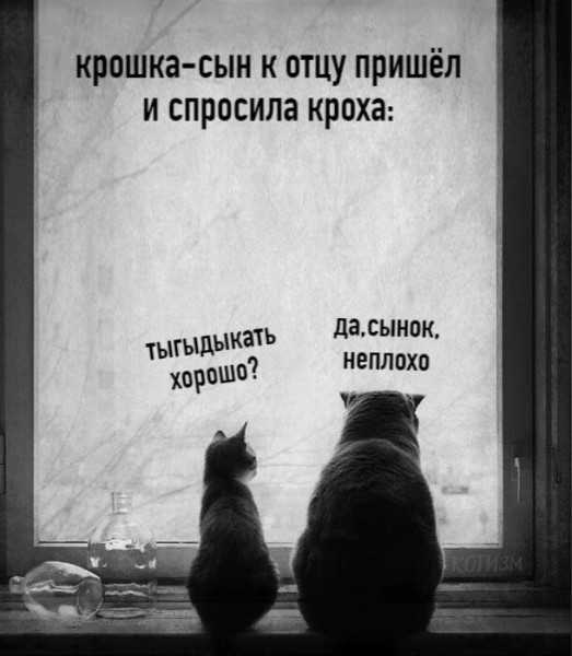 Смешные цитаты