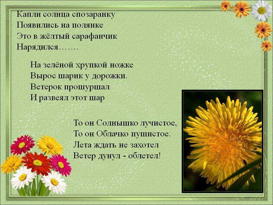 Загадка про одуванчик для детей