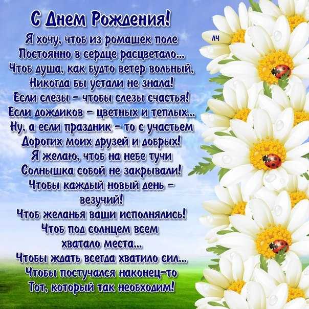 Цветы ромашки фото с днем рождения
