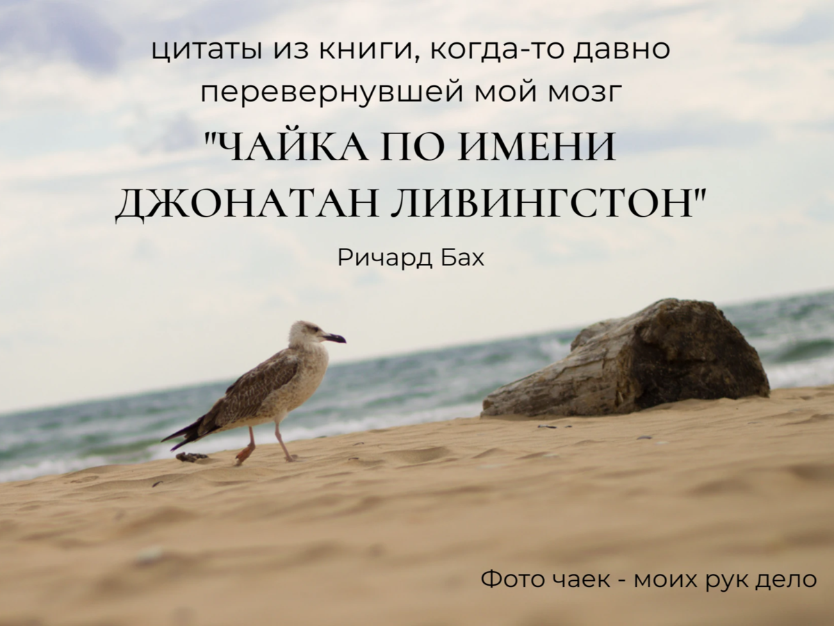 Ричард бах. чайка по имени джонатан ливингстон - цитаты, высказывания и фразы из книги | citati.su