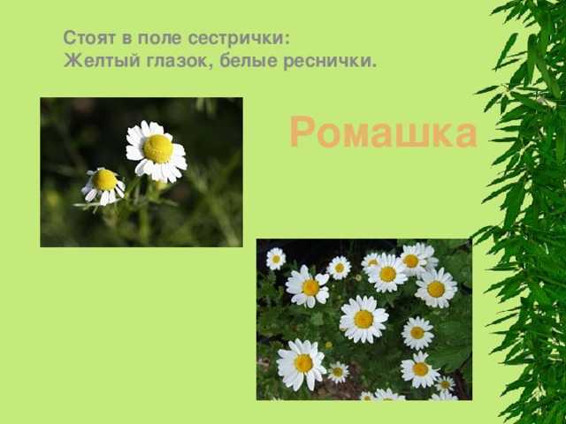 Загадки про цветы