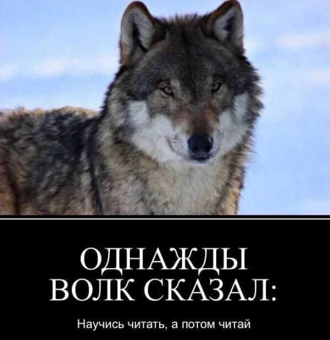 Статусы про шакалов